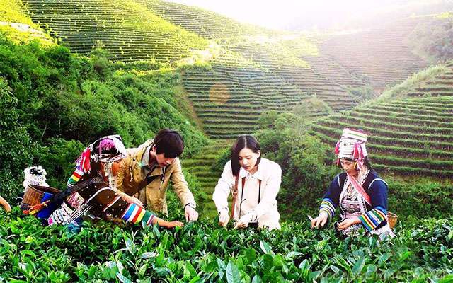 Yunnan Jingmai Pu-erh Tea  Mountains