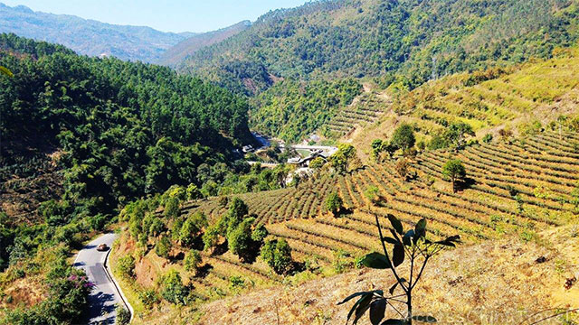 Yunnan Jingmai Pu-erh Tea Mountains
