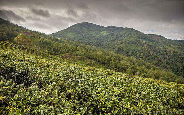 Yunnan Menghai Pu-erh Tea Mountains