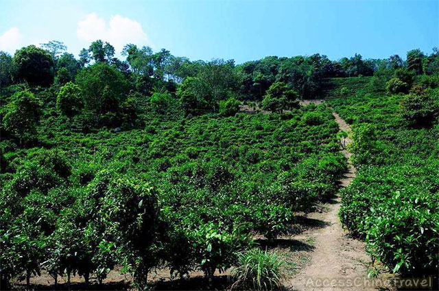 Yunnan Nannuo Pu-erh Tea Mountain