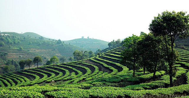 Yunnan Pu-erh Tea Garden
