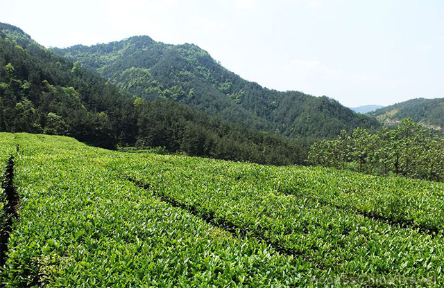 Yunnan Yiwu Mansa Pu-erh Tea Mountains