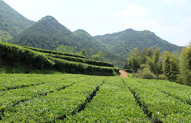 Yunnan Yiwu Mansa Tea Mountains