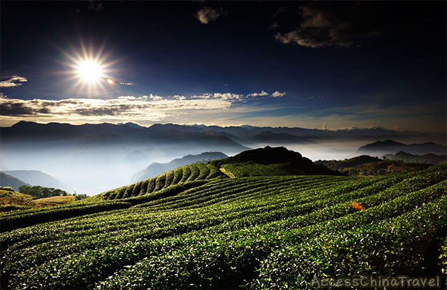 Yunnan Youle Jinuo Pu-erh Tea Mountain