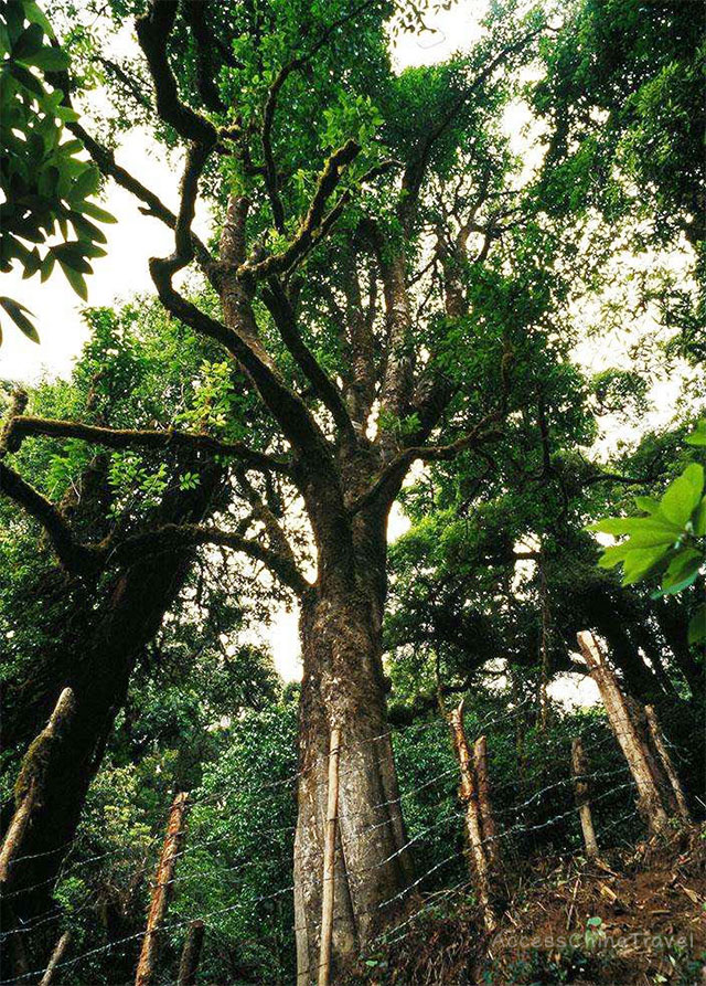 Yunnan Yuxi Yunanjiang Wild Pu-erh Tea Tree