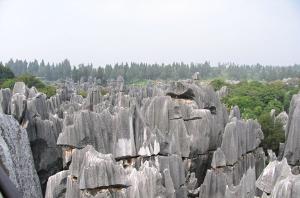 Stone Forest