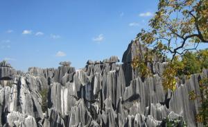 Stone Forest
