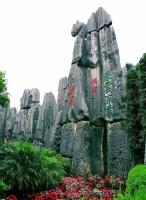 Stone Forest
