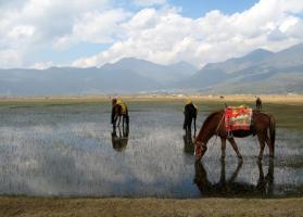 Lashihai Wet Land