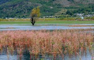 Lashihai Wet Land