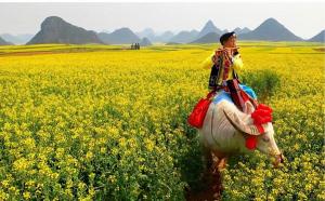 Qujing Luoping