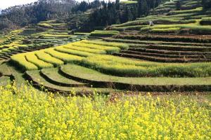 Yuanyang Rice Terraces