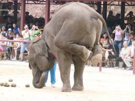 Jinghong Wild Elephant Valley