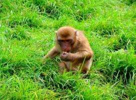 Jinghong Wild Elephant Valley