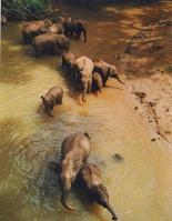 Jinghong Wild Elephant Valley