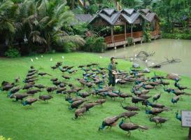 Jinghong Wild Elephant Valley