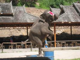Jinghong Wild Elephant Valley