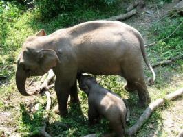 Jinghong Wild Elephant Valley