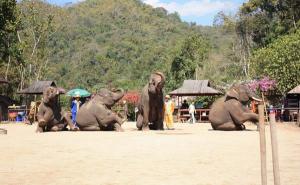 Jinghong Wild Elephant Valley