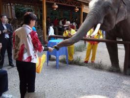 Jinghong Wild Elephant Valley