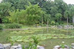 Olive Dam