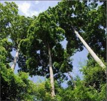 Parashorea Chinensis Forest