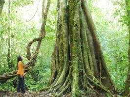 Parashorea Chinensis Forest