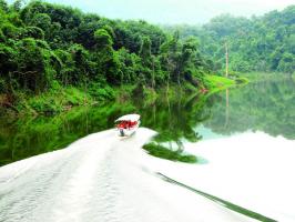 Parashorea Chinensis Forest