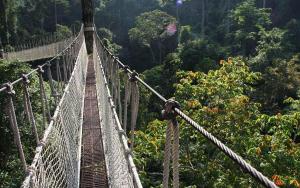Parashorea Chinensis Forest