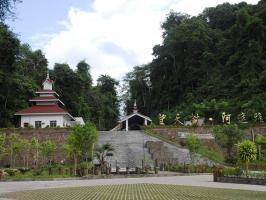 Parashorea Chinensis Forest