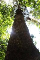 Parashorea Chinensis Forest