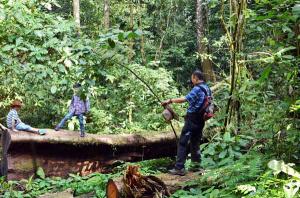 Parashorea Chinensis Forest