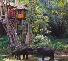 Xishuangbanna Tropical Rain Forest