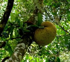 Xishuangbanna Tropical Rain Forest