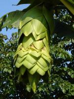 Xishuangbanna Tropical Rain Forest