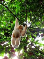 Xishuangbanna Tropical Rain Forest