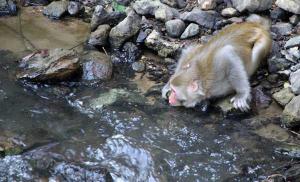 Xishuangbanna Tropical Rain Forest