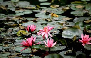 Xishuangbanna Tropical Rain Forest
