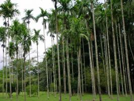 Xishuangbanna Tropical Rain Forest