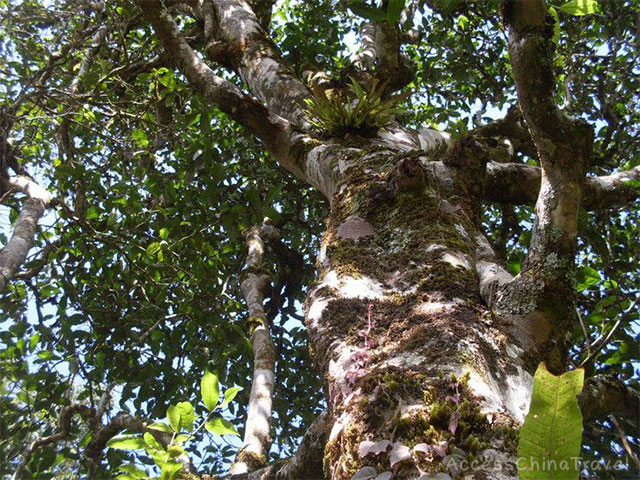 Yunnan Bangwei Pu-erh Tea Tree King