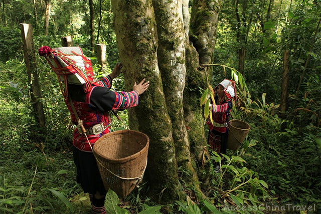 9-day Yunnan Dianhong Red Tea & Pu'er Tea Tour