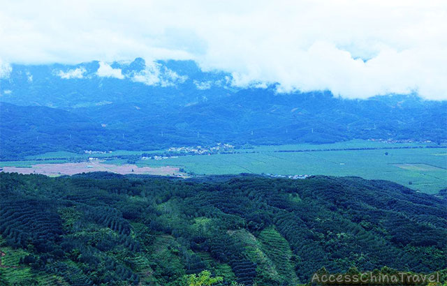 Yunnan Jingmai Pu-erh Tea Mountain