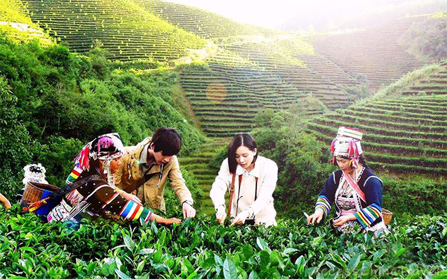 6 day Xishuangbanna Top Puer Tea Mountains Tour To Yiwu Town Bulang 6 day Xishuangbanna Top Puer Tea Mountains Tour To Yiwu Town Bulang