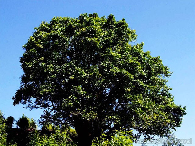Yunnan Jinxiu Ancient Pu-erh Tea Tree King