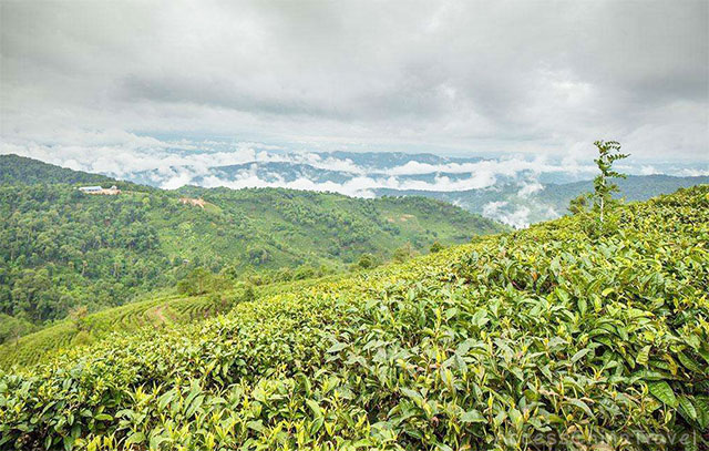 Yunnan Menghai Pu-erh Tea Mountains