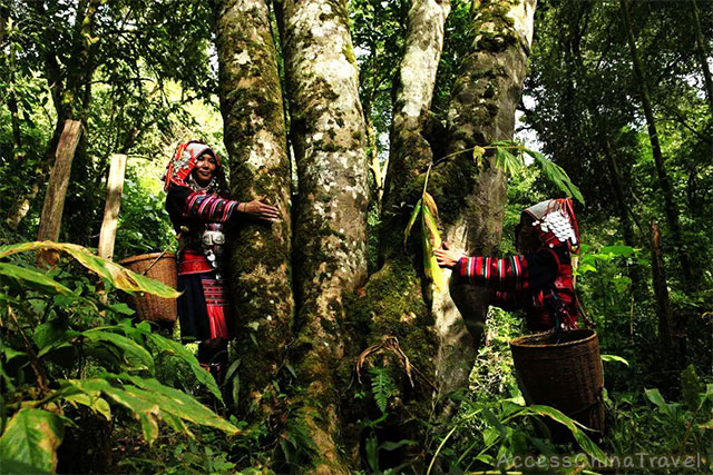 Top 5 Ancient Yunnan Pu-erh Tea Trees