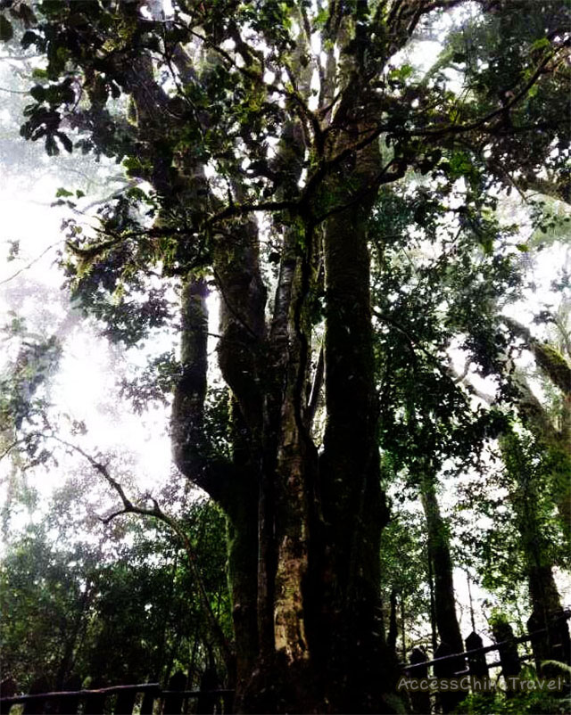 Yunnan Qianjiazhai No.1 Pu-erh Tea Tree King