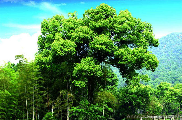 Yunnan Yuxi Yunanjiang Wild Pu-erh Tea Tree King